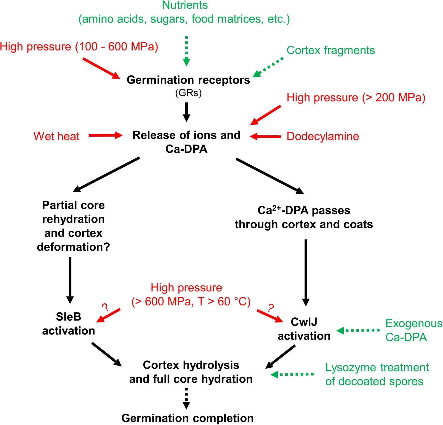 Enlarged view: Spore mechanisms under HPP