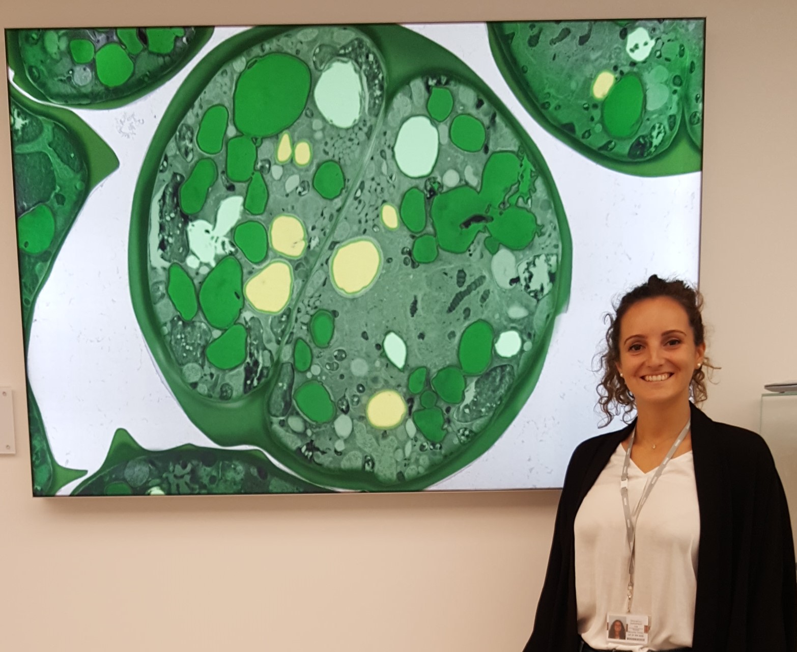Enlarged view: Greta Canelli in front of the microscopic analysis of her cultivated microalgae (Photograph: Greta Canelli)