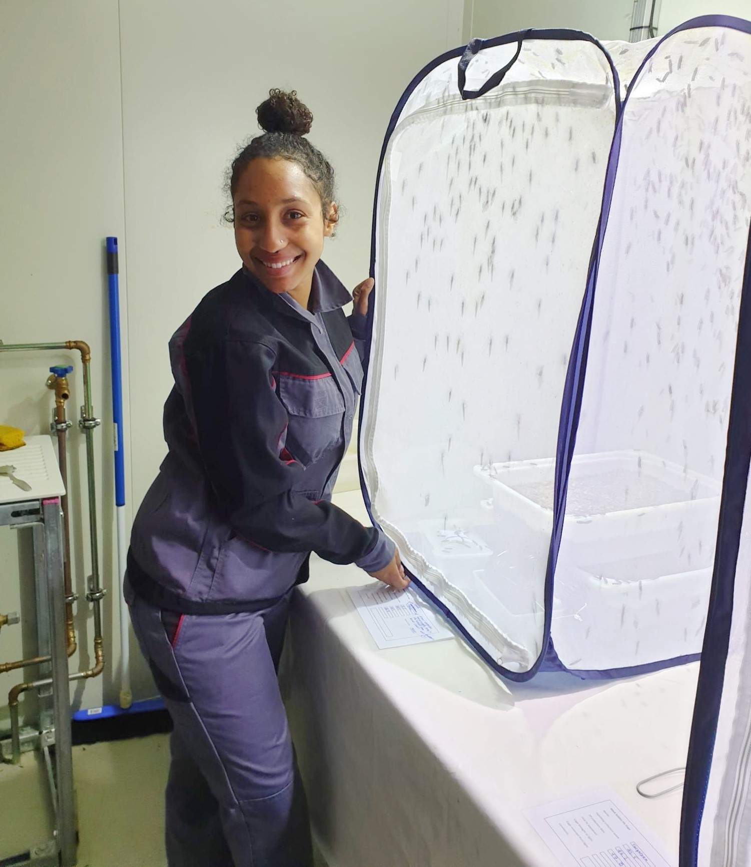 Daniela Peguero working with the black soldier fly “love cages” at the joined research facility at Eawag, Dübendorf. (Photograph: Daniela Peguero)