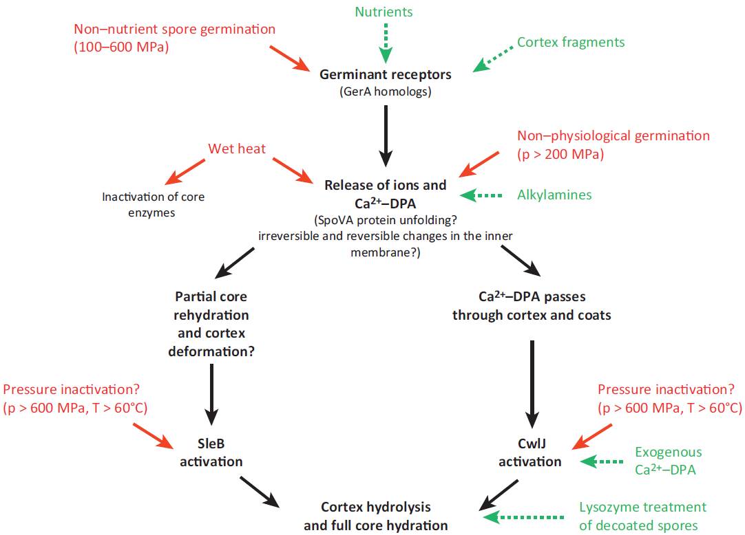 Enlarged view: Schematic overview of bacterial spore germination